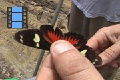 Scene_2_08_Heliconius doris f. eratonia in Alan's hands